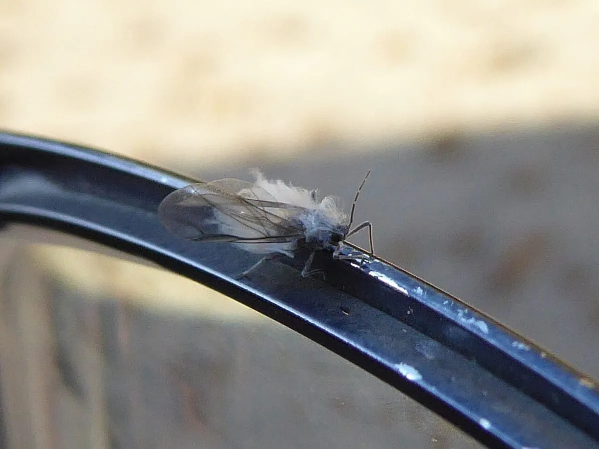 A winged woolly aphid with white waxy threads trailing from its body, resting on a metal rail