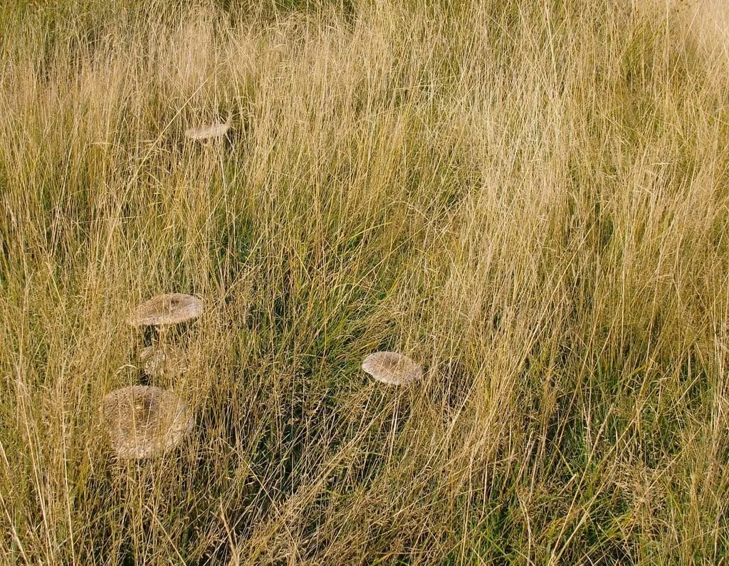 Pale parasol mushrooms scattered through grass