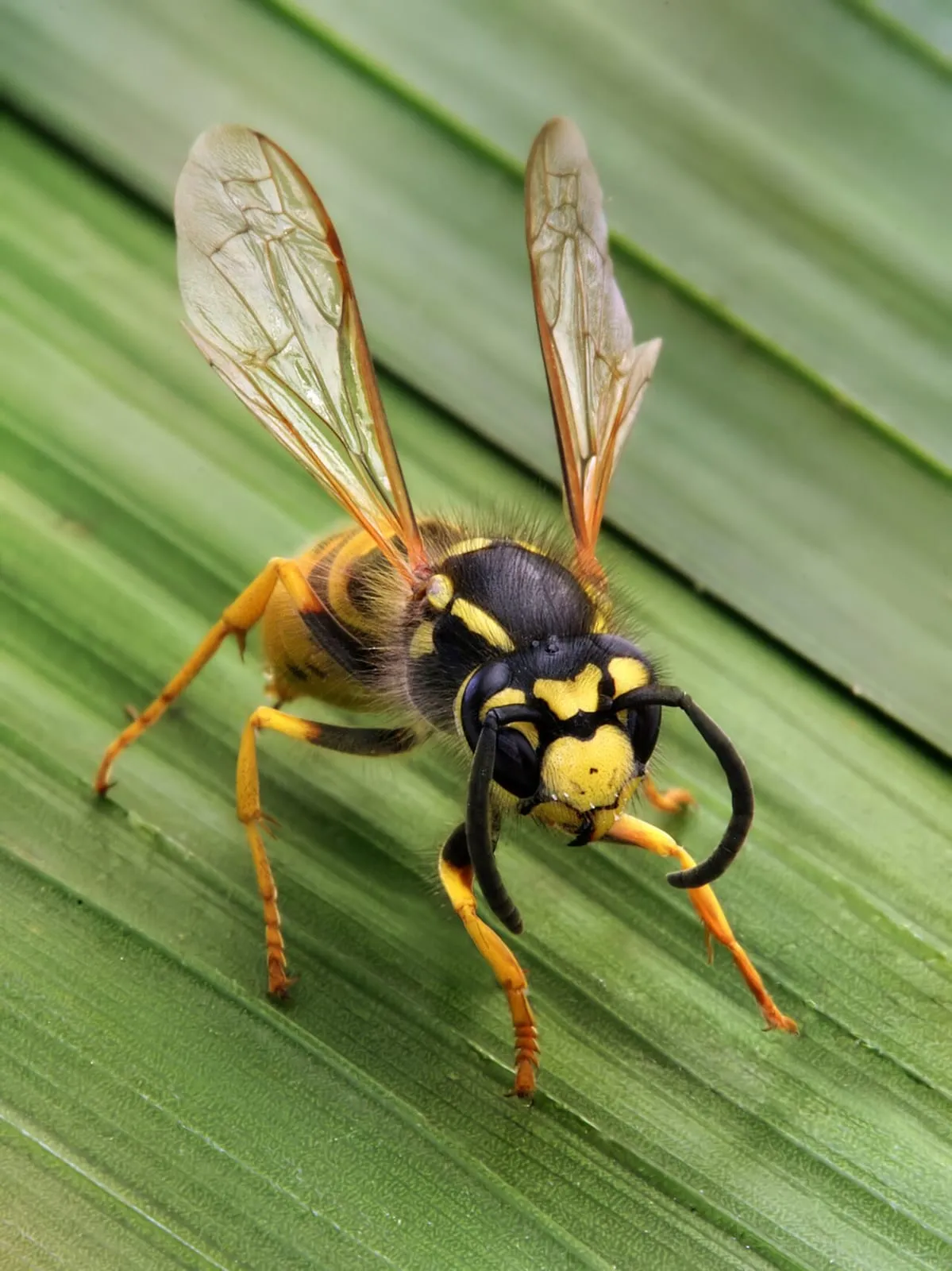 Close-up of a yellowjacket wasp with a smooth, glossy black-and-yellow body