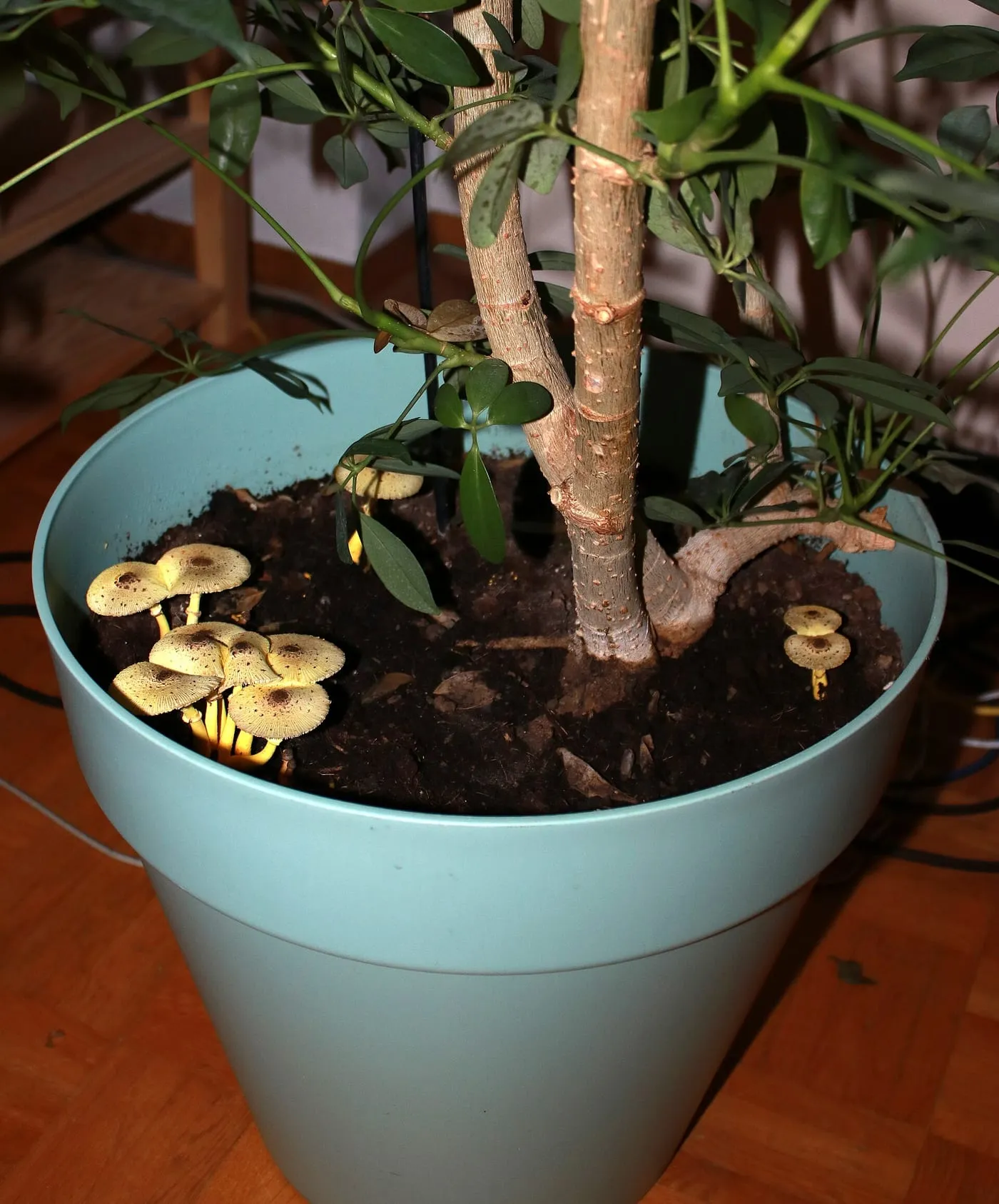 Small yellow mushrooms growing in the soil of a potted houseplant